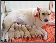 Doğum ve Jinekoloji